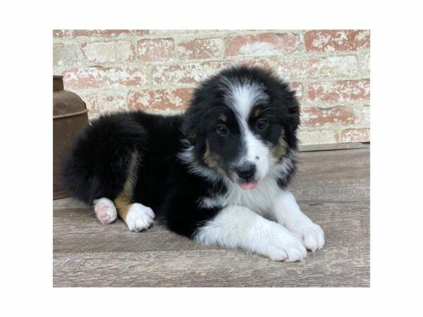 Australian Shepherd DOG Female Black 25202 Petland Kennesaw, Georgia