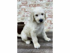 Labradoodle-DOG-Male-Yellow-25209-Petland Kennesaw, Georgia