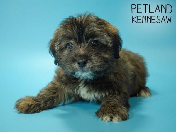 Shorkie DOG Male BEIGE 25193 Petland Kennesaw, Georgia