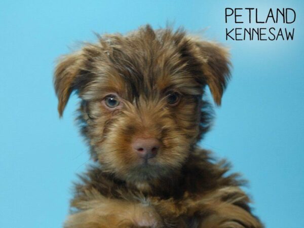 Yorkiepoo DOG Male CHOC  TAN 25191 Petland Kennesaw, Georgia