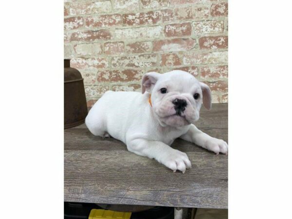 English Bulldog DOG Female White 25286 Petland Kennesaw, Georgia