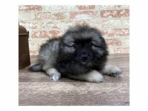 Keeshond-DOG-Female-Black / Silver-25298-Petland Kennesaw, Georgia