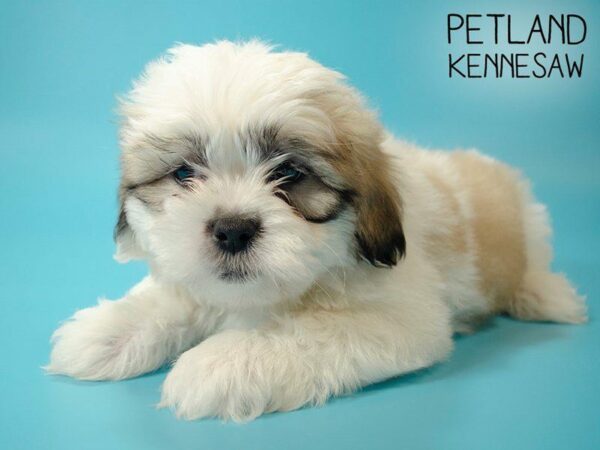 Teddy Bear DOG Male Brown White 25263 Petland Kennesaw, Georgia