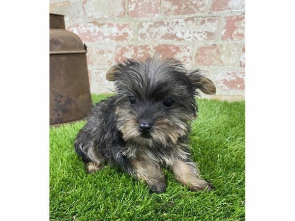 Yorkshire Terrier DOG Female Black / Tan 25334 Petland Kennesaw, Georgia