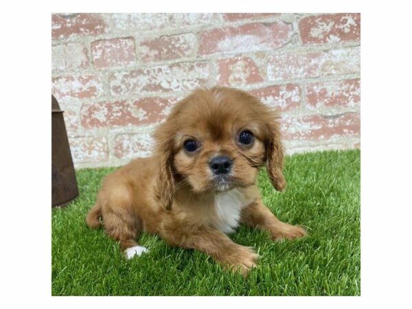 Cavalier King Charles Spaniel-DOG-Male-Blenheim-25335-Petland Kennesaw, Georgia