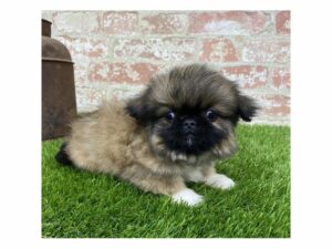 Pekingese-DOG-Male-Sable-25324-Petland Kennesaw, Georgia