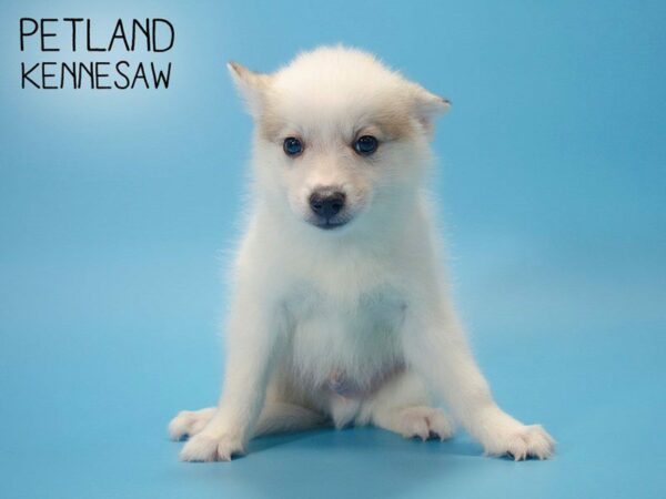 Pomsky DOG Male SILVER WHITE 25305 Petland Kennesaw, Georgia