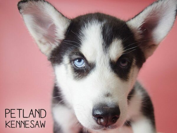 Siberian Husky DOG Female Black & White 25339 Petland Kennesaw, Georgia