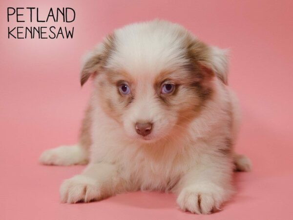 Miniature Australian Shepherd-DOG-Female-RED MERLE-25340-Petland Kennesaw, Georgia