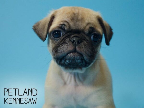 Pug DOG Male Fawn 25358 Petland Kennesaw, Georgia