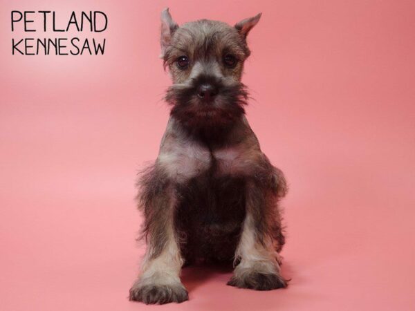 Miniature Schnauzer DOG Female SALT PEPPER 25344 Petland Kennesaw, Georgia