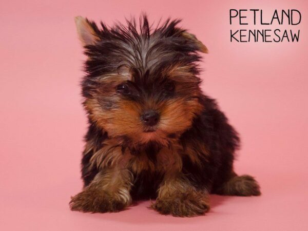 Yorkshire Terrier DOG Female Black / Tan 25356 Petland Kennesaw, Georgia