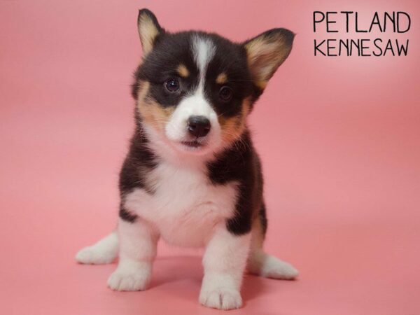 Pembroke Welsh Corgi DOG Female TRI 25345 Petland Kennesaw, Georgia