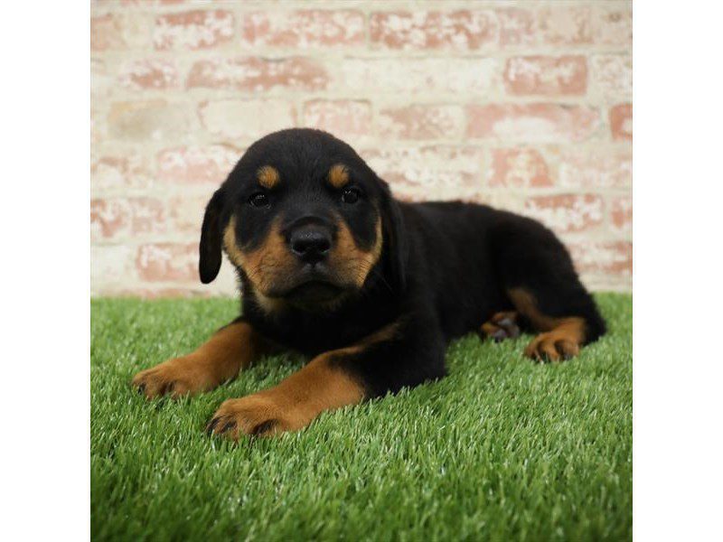 Rottweiler Puppy Black / Rust ID:25381 Located at Petland Kennesaw, Georgia