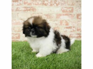 Pekingese-DOG-Male-Red Sable-25393-Petland Kennesaw, Georgia