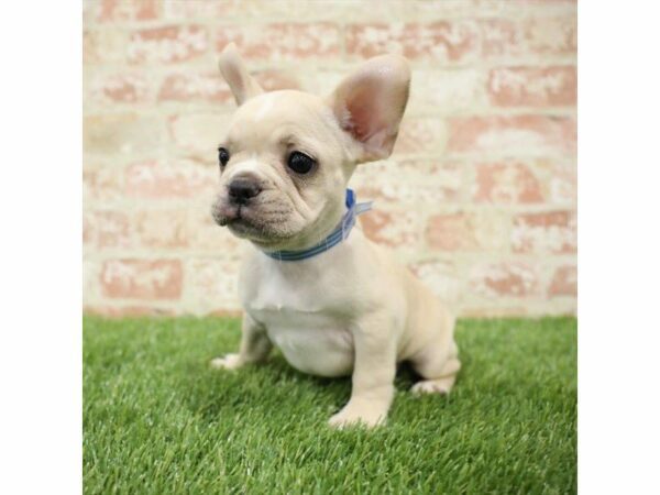 French Bulldog DOG Male Cream 25389 Petland Kennesaw, Georgia