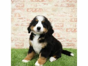 Bernese Mountain Dog-DOG-Male-Black / Rust-25391-Petland Kennesaw, Georgia