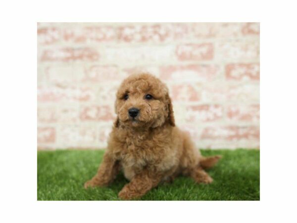 Miniature Goldendoodle 2nd Gen-DOG-Female-Red-25385-Petland Kennesaw, Georgia