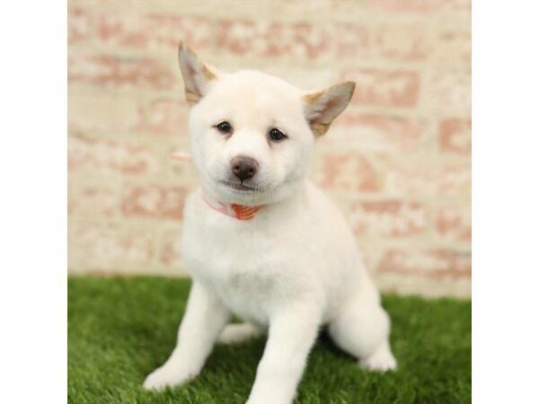 Shiba Inu DOG Female Cream 25408 Petland Kennesaw, Georgia