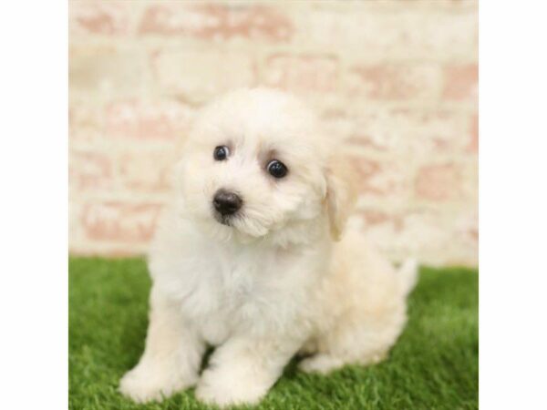 Bichonpoo-DOG-Female-Apricot-25423-Petland Kennesaw, Georgia