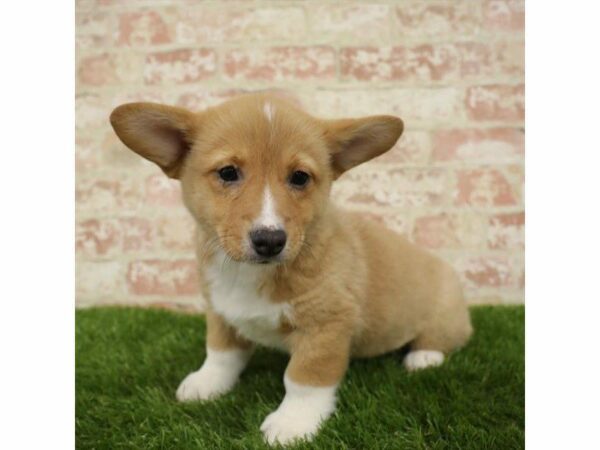 Pembroke Welsh Corgi DOG Female Red / White 25431 Petland Kennesaw, Georgia