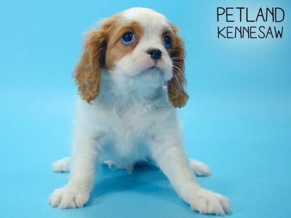 Cavalier King Charles Spaniel DOG Male BLENHEIM 25401 Petland Kennesaw, Georgia