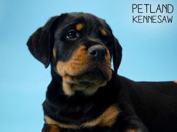 Rottweiler-DOG-Male-Black and Tan-25437-Petland Kennesaw, Georgia