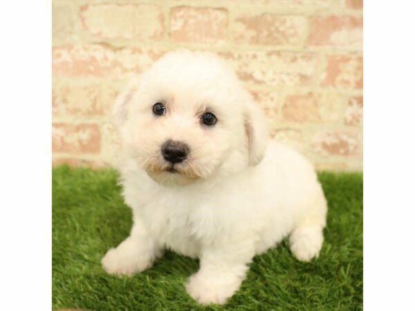 Bichon Frise DOG Male White 25483 Petland Kennesaw, Georgia