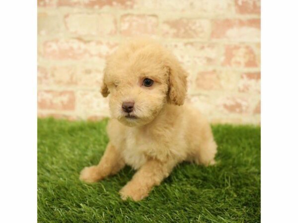 Cockapoo DOG Female Apricot 25495 Petland Kennesaw, Georgia