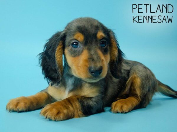 Dachshund DOG Male DAPPLE 25477 Petland Kennesaw, Georgia