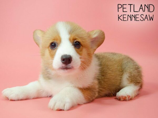 Pembroke Welsh Corgi DOG Female red white 25476 Petland Kennesaw, Georgia