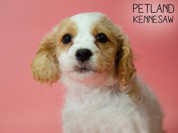 Cavachon DOG Female BLENHEIM 25475 Petland Kennesaw, Georgia