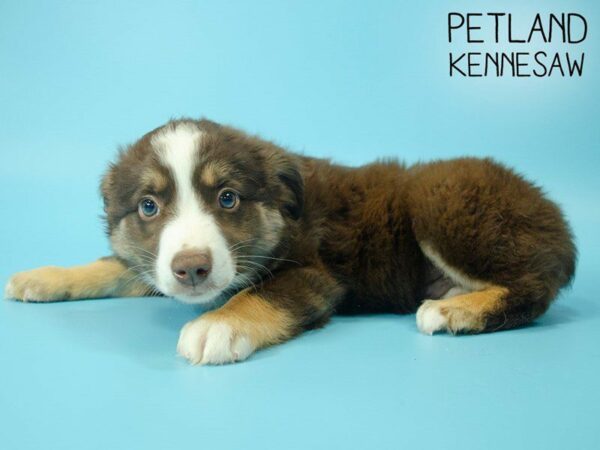 Miniature Australian Shepherd-DOG-Male-RED TRI-25474-Petland Kennesaw, Georgia