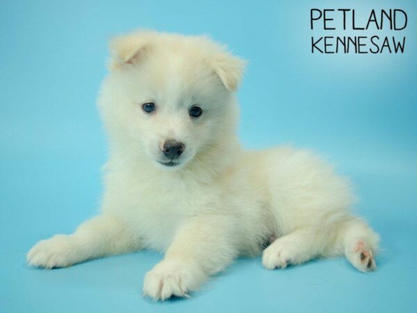 Pomsky DOG Male WHITE 25472 Petland Kennesaw, Georgia