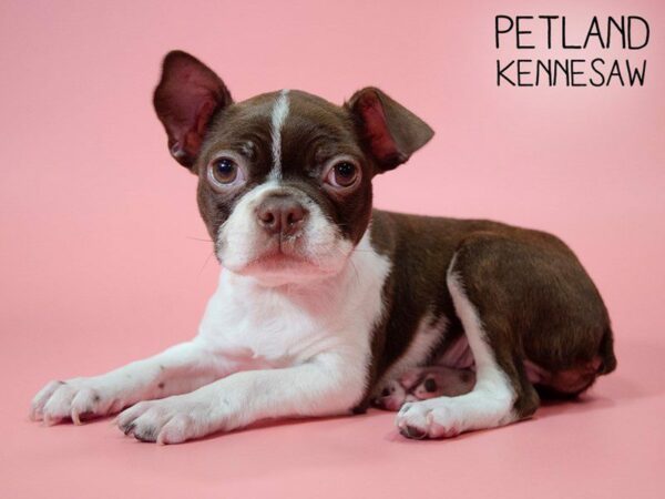 Boston Terrier DOG Female RED WHT 25375 Petland Kennesaw, Georgia