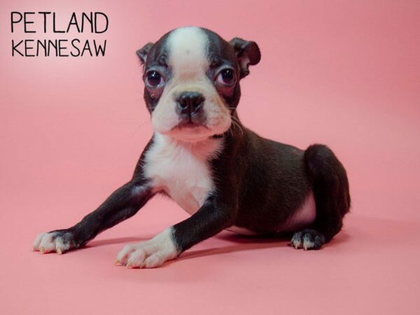 Boston Terrier DOG Female blk and wh 25553 Petland Kennesaw, Georgia