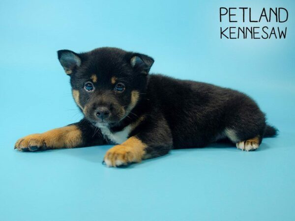 Shiba Inu DOG Male blk tn and wh 25554 Petland Kennesaw, Georgia