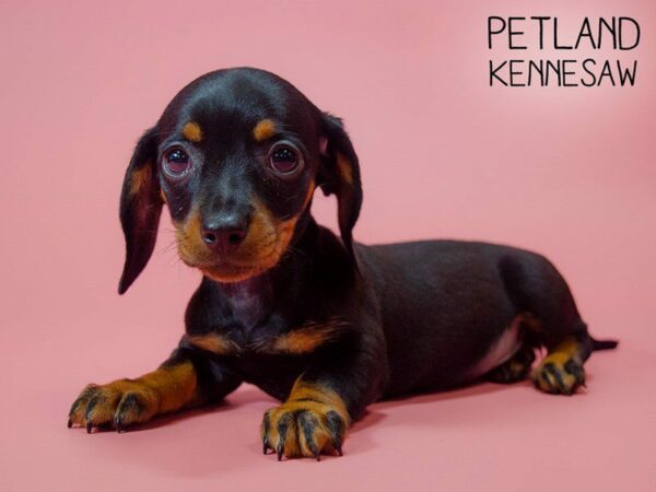 Dachshund DOG Female Blk and Tan 25534 Petland Kennesaw, Georgia