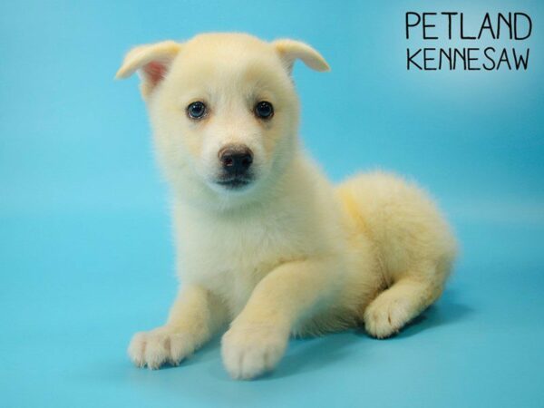 Pomsky DOG Male Cream 25515 Petland Kennesaw, Georgia