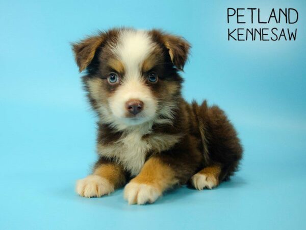 Miniature Australian Shepherd-DOG-Male-Tri-Color-25545-Petland Kennesaw, Georgia