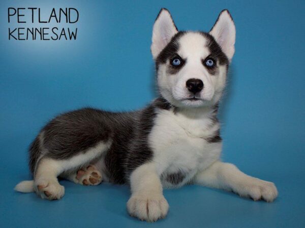 Siberian Husky DOG Male Black & White 25570 Petland Kennesaw, Georgia