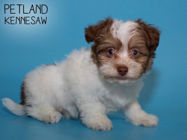 Havanese DOG Male CHOC WHITE 25568 Petland Kennesaw, Georgia