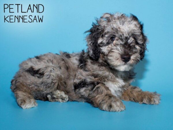 Miniature Poodle-DOG-Male-BLUE MERLE-25567-Petland Kennesaw, Georgia