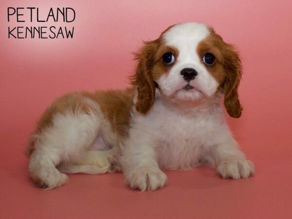 Cavalier King Charles Spaniel-DOG-Female-Ruby-25564-Petland Kennesaw, Georgia