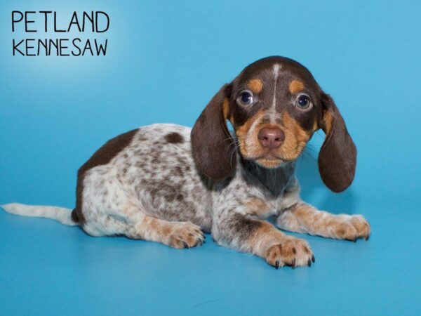 Dachshund DOG Male Brown Dapple 25533 Petland Kennesaw, Georgia