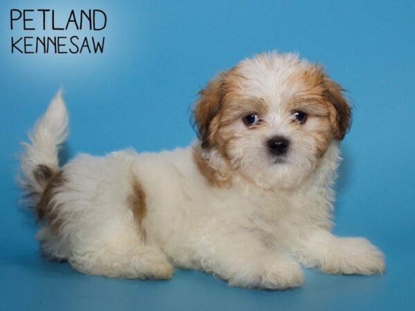 Teddy Bear DOG Male Gold / White 25484 Petland Kennesaw, Georgia