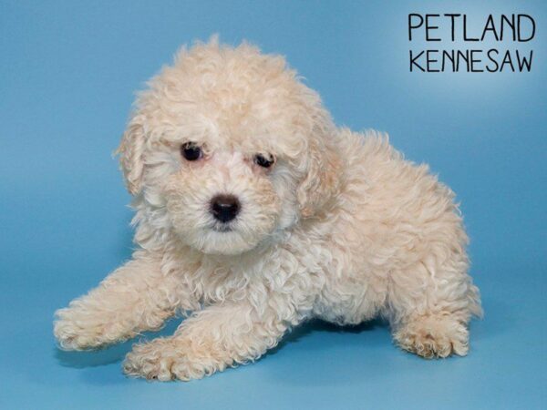 Miniature Poodle DOG Male Beige 25583 Petland Kennesaw, Georgia