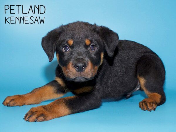 Rottweiler DOG Male Blk and Tan 25587 Petland Kennesaw, Georgia