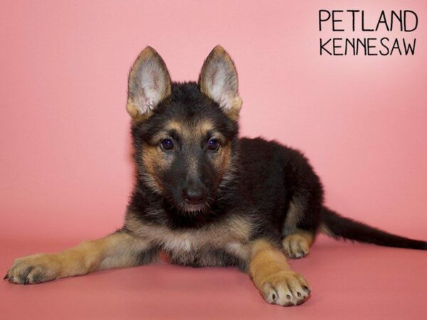 German Shepherd DOG Female Blk and Tan 25588 Petland Kennesaw, Georgia