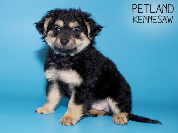 Yorkiepoo DOG Male Blk and Tan 25599 Petland Kennesaw, Georgia